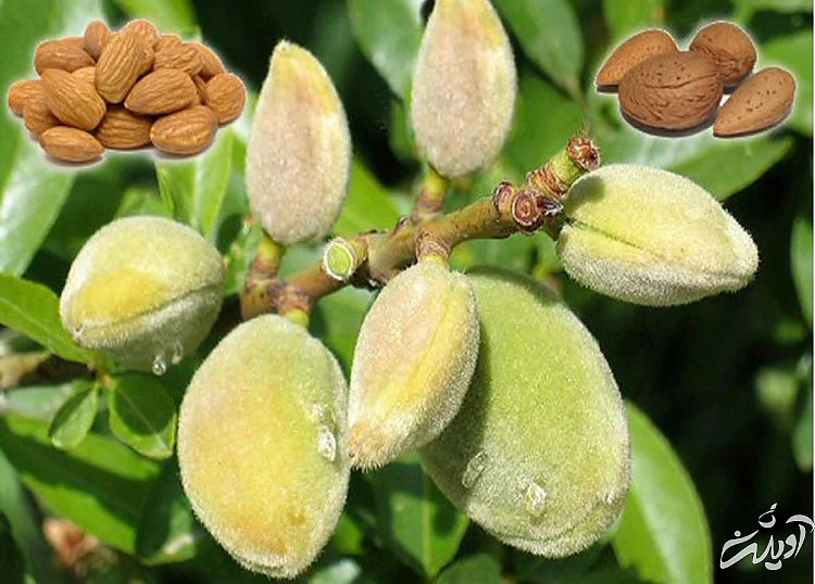 روغن بادام و خواص شگفت انگیز آن
